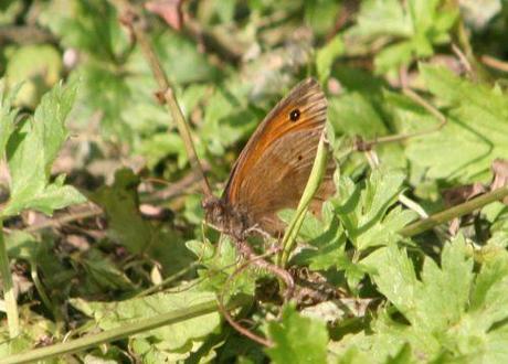 myrtil  romi 19 juin 086.jpg