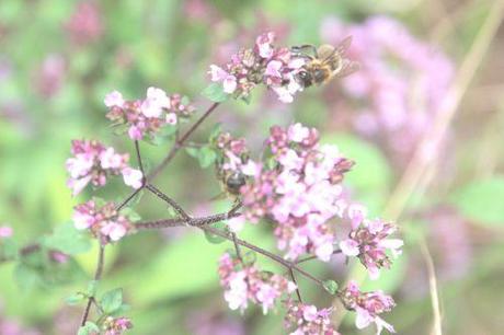 abeille origan 15 juil 2014 003.jpg