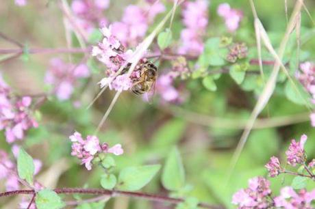 abeille origan 15 juil 2014 002.jpg