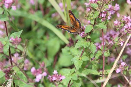 amaryllis origan 15 juil 2014 012.jpg