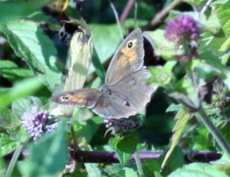 myrtil menthe  ++ 27 août 2008 052.jpg