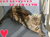 Faire garder animal compagnie