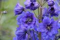 Delphinium_brillant blues00