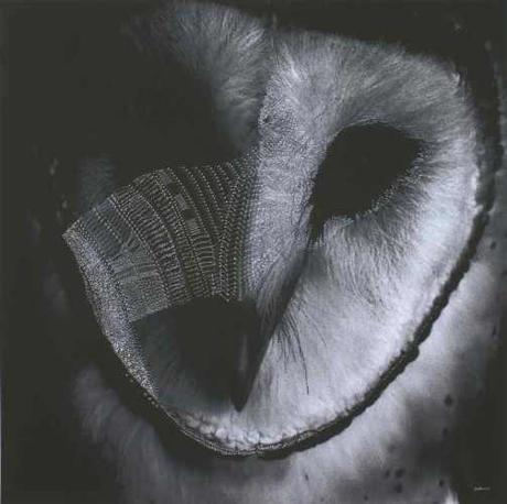 Prayer Owl - Morning Bay © Joshua Yeldham