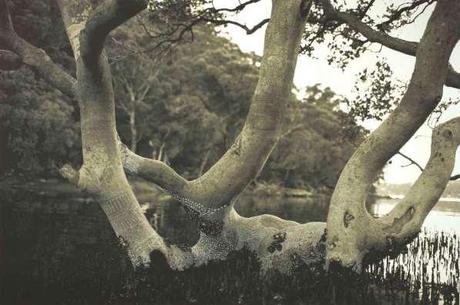 Mangrove Tree - Summer © Joshua Yeldham  2012  