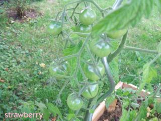 Image and video hosting by TinyPic