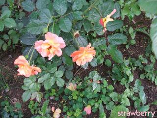 Image and video hosting by TinyPic