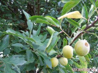 Image and video hosting by TinyPic