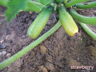 Image and video hosting by TinyPic