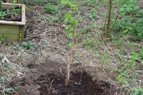 01 rubus odoratus romi 6 avril 2014 016.jpg
