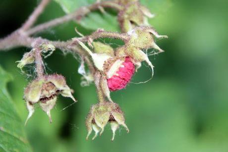 rubus odoratus romi 16 juil 2014 067 (4).jpg