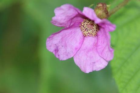 rubus odoratus romi 16 juil 2014 067 (1).jpg