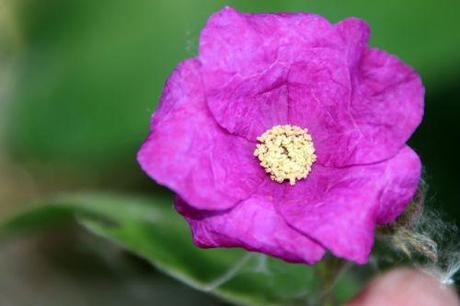 2 rubus odoratus  romi 31 mai 2014 053.jpg