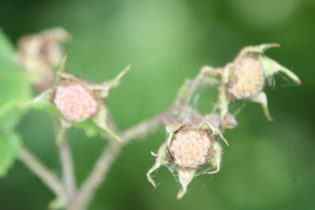 rubus odoratus romi 16 juil 2014 067 (3).jpg