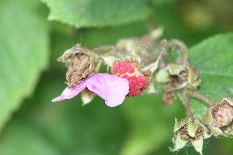 rubus odoratus romi 16 juil 2014 067 (2).jpg