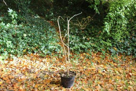 0 rubus odoratus barres 23 nov 2013 019.jpg