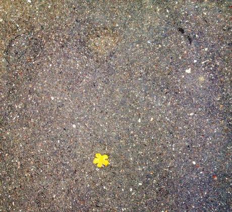 Fleur jaune écrasée sur le bitume