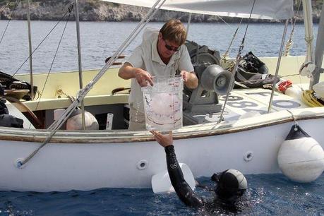 Un plongeur de l'Observatoire Océanologique de Villefranche-sur-Mer donne à un collègue une méduse capturée dans la Méditerranée, le 6 juillet 2012