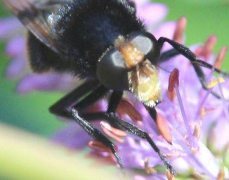 22 veronicastrum rec tête romi 16 juil 2014 005 (11).jpg