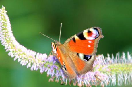 13 veronicastrum romi 16 juil 2014 005 (2).jpg