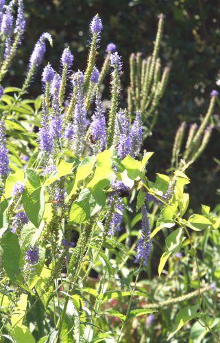 1 veronica long marnay 4 juillet 2008 133.jpg