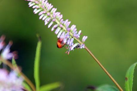 20 veronicastrum romi 16 juil 2014 005 (6).jpg