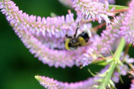 7 veronicastrum romi 16 juil 2014 005 (14).jpg