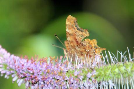 17 veronicastrum romi 16 juil 2014 005 (5).jpg