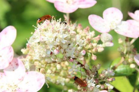 a hydrangea kyushu romi 16 juil 2014 028 (1).jpg