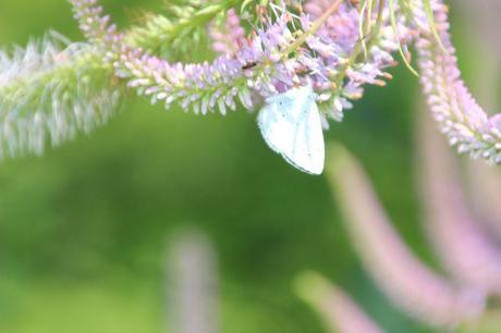 11 veronicastrum romi 16 juil 2014 005 (4).jpg