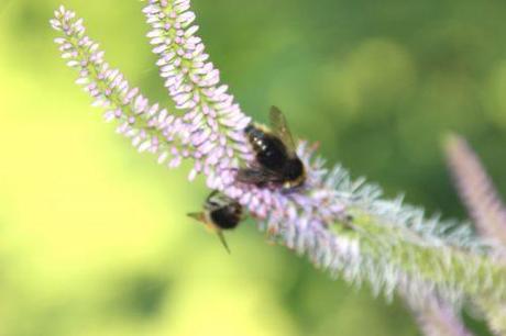 8 veronicastrum romi 16 juil 2014 077 (6).jpg