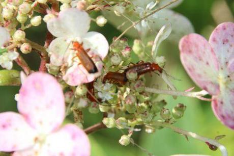 b hydrangea kyushu romi 16 juil 2014 028 (6).jpg