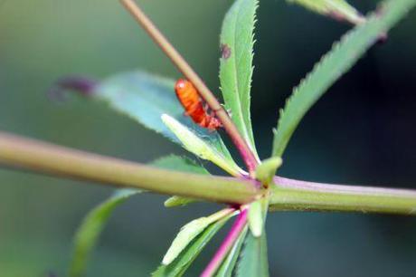 19 veronicastrum romi 16 juil 2014 005 (7).jpg