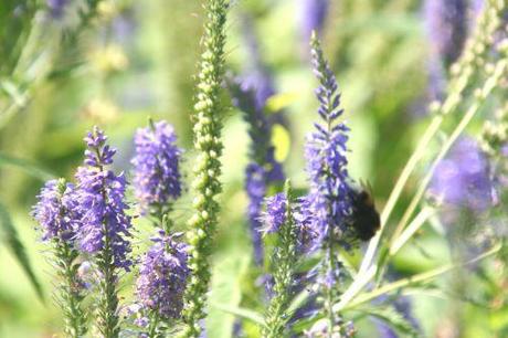 3 veronica long marnay 4 juillet 2008 131.jpg