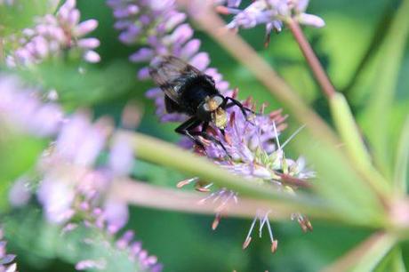 21 veronicastrum romi 16 juil 2014 005 (11).jpg