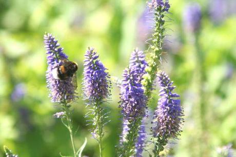 2 veronica long marnay 4 juillet 2008 129.jpg