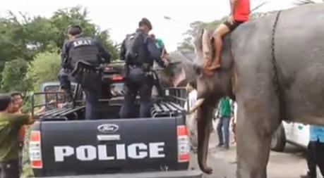 Les assassins de Khlao l'éléphant, arrêtés et malmenés [HD]