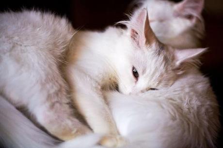 cutencats:

Untitled | via Tumblr sur We Heart It.