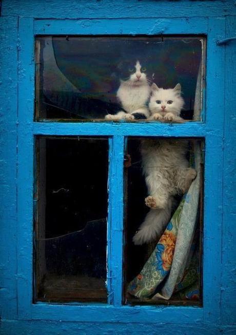 cutencats:

MEOW sur We Heart It.