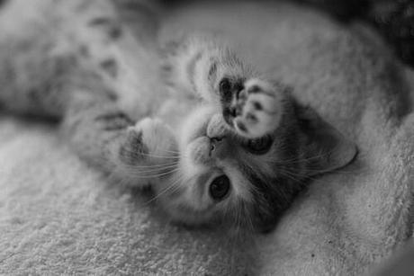cutencats:

Agshdhagx sur We Heart It.