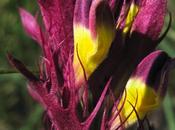 Mélampyre champs passe inaperçu