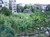 Dans vignes clos Montmarte avec Lidl