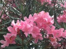 Petit bonjour d’un coin de paradis