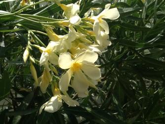 Petit bonjour d’un coin de paradis