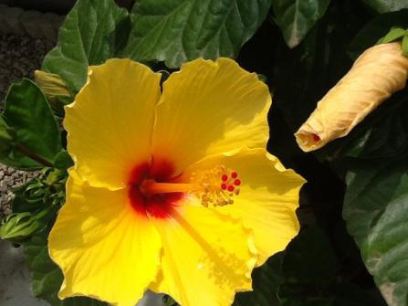 Petit bonjour d’un coin de paradis