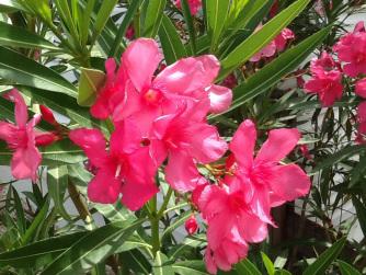 Petit bonjour d’un coin de paradis