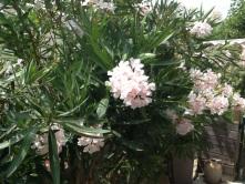 Petit bonjour d’un coin de paradis