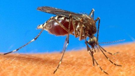 Chikungunya : suite mais pas fin !