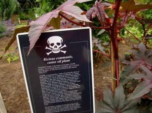 Le danger de l'huiles de ricin