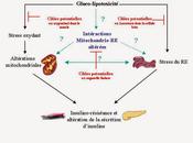 Régulation mitochondriale réponse stress protéine dépliée réticulum endoplasmique